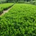 非洲茉莉