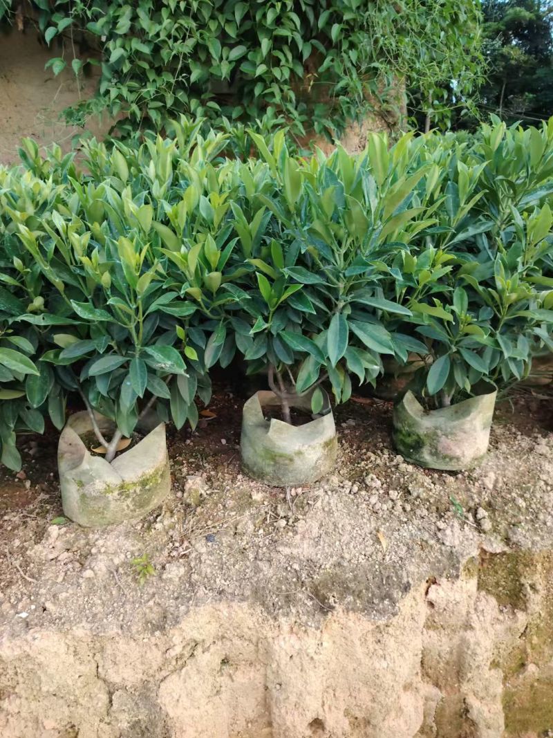 非洲茉莉