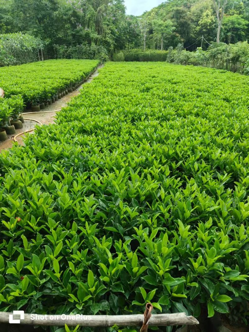 非洲茉莉