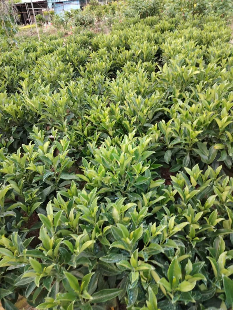 非洲茉莉