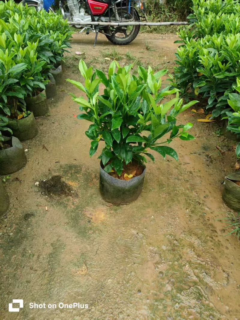 非洲茉莉