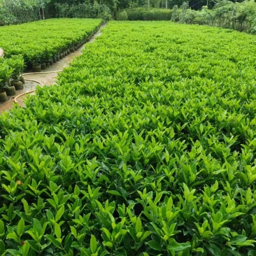 非洲茉莉