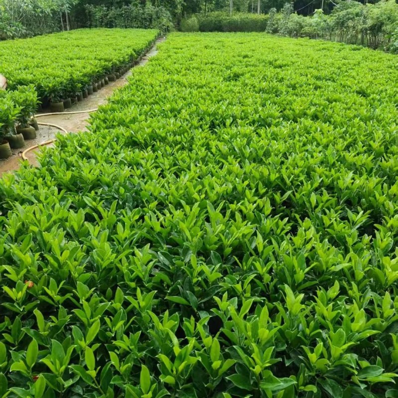 非洲茉莉
