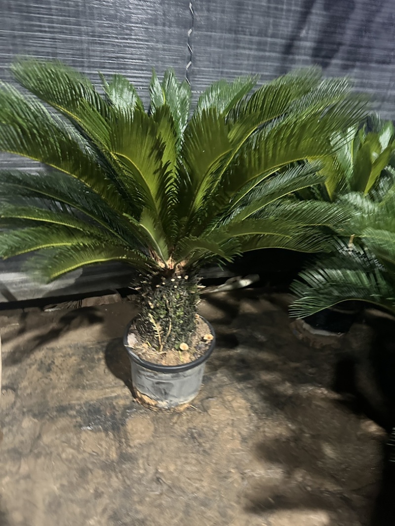 高杆子铁树盆栽大型苏铁
