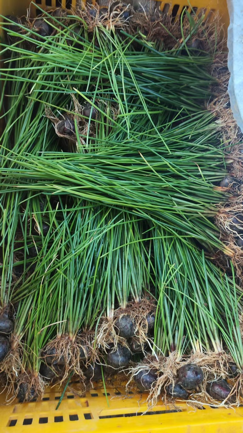 马蹄苗荸荠苗