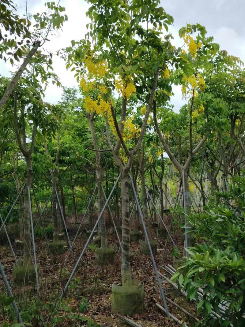 腊肠树8-15公分