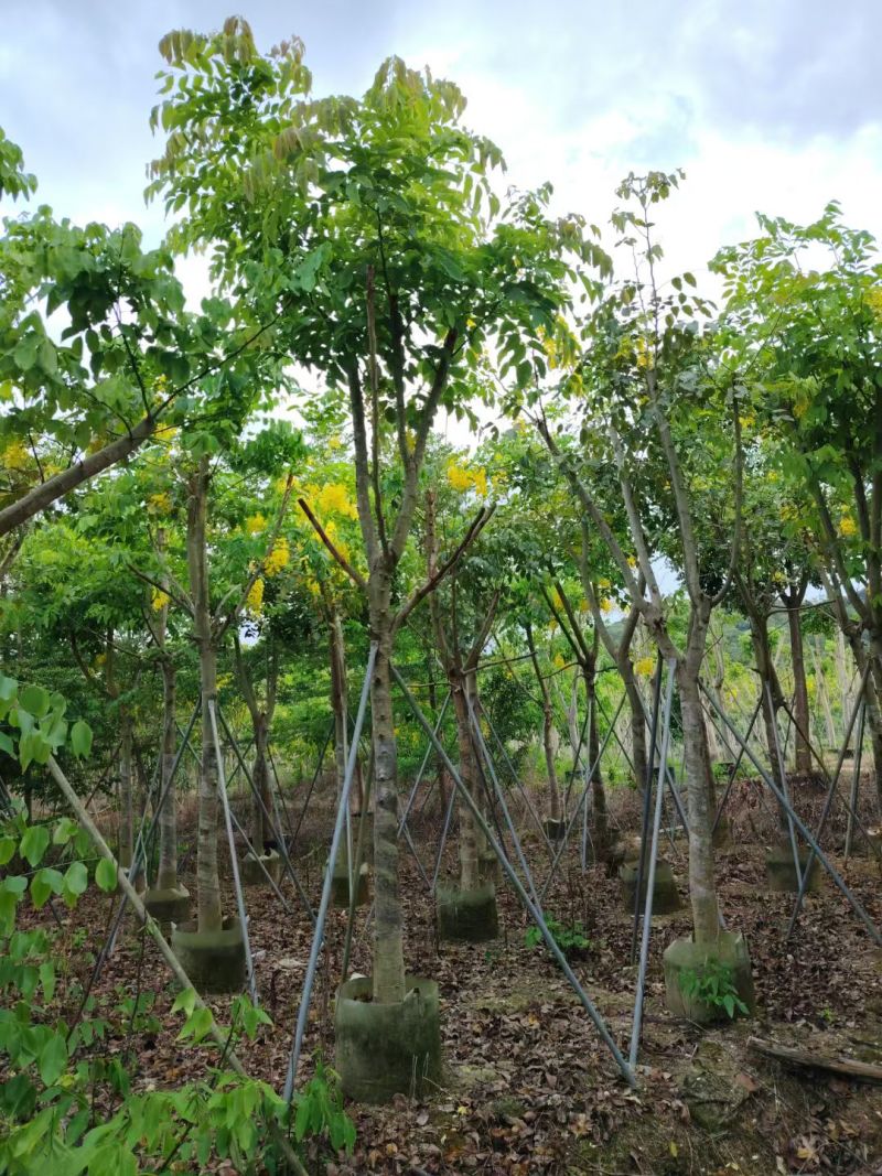 腊肠树8-15公分