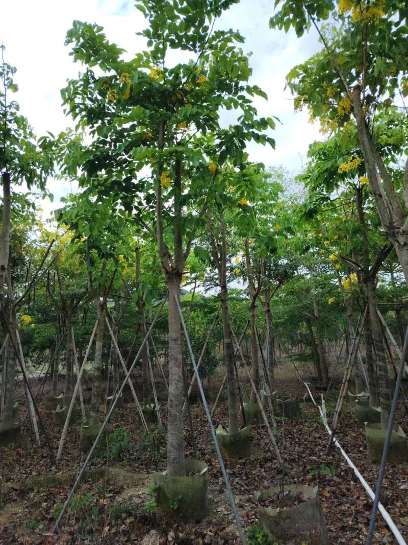 腊肠树8-15公分