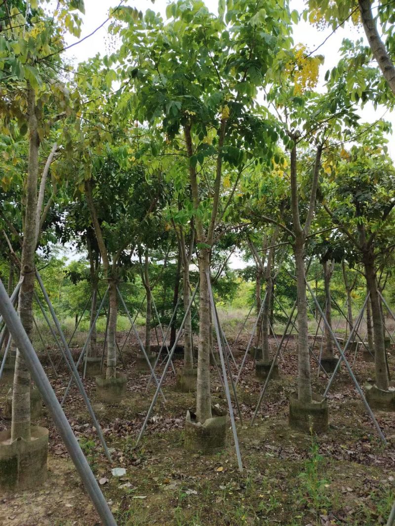 腊肠树8-15公分