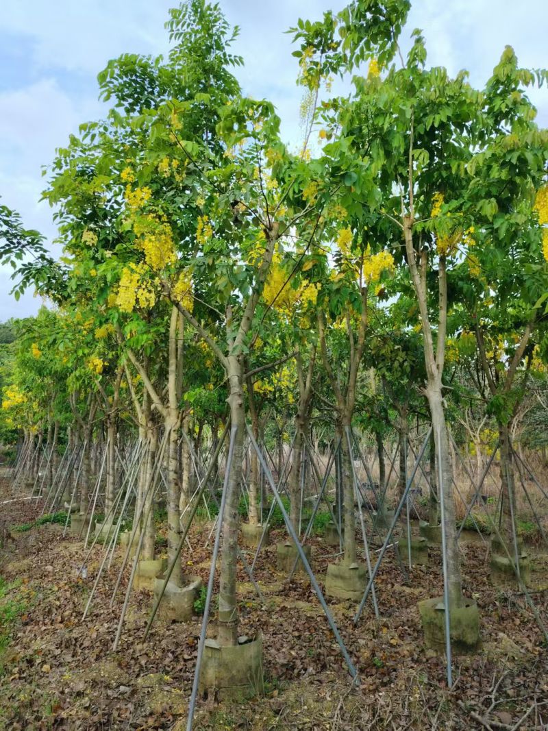 腊肠树8-15公分