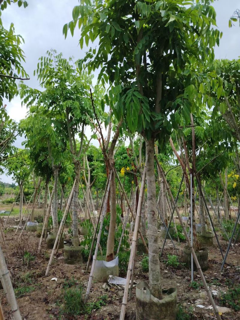 腊肠树8-15公分