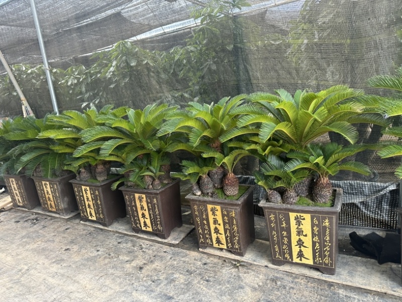 多头铁树组合盆栽精品苏铁特价