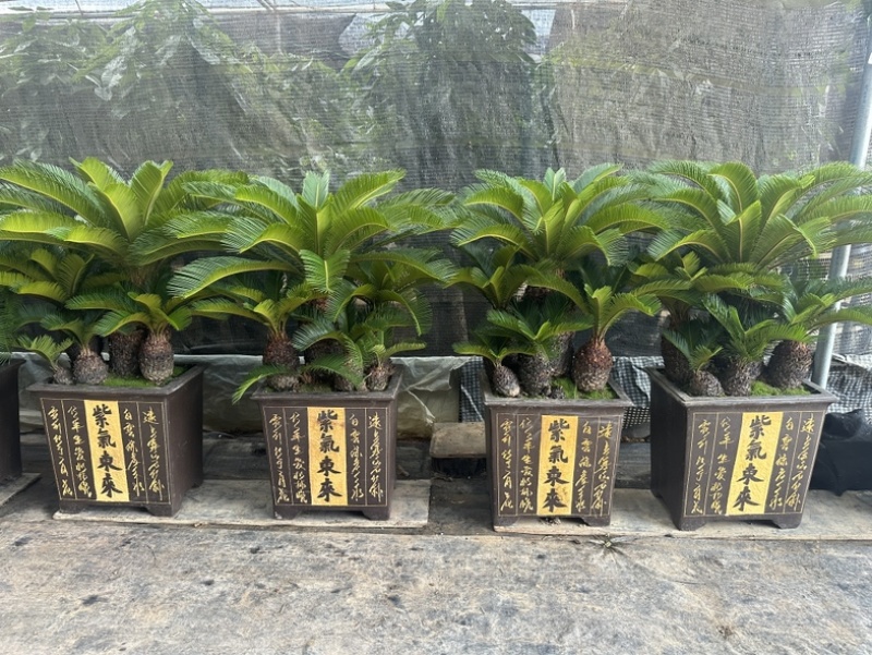 多头铁树组合盆栽精品苏铁特价