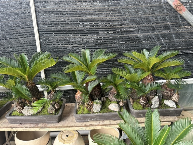 多头铁树组合盆栽精品苏铁特价