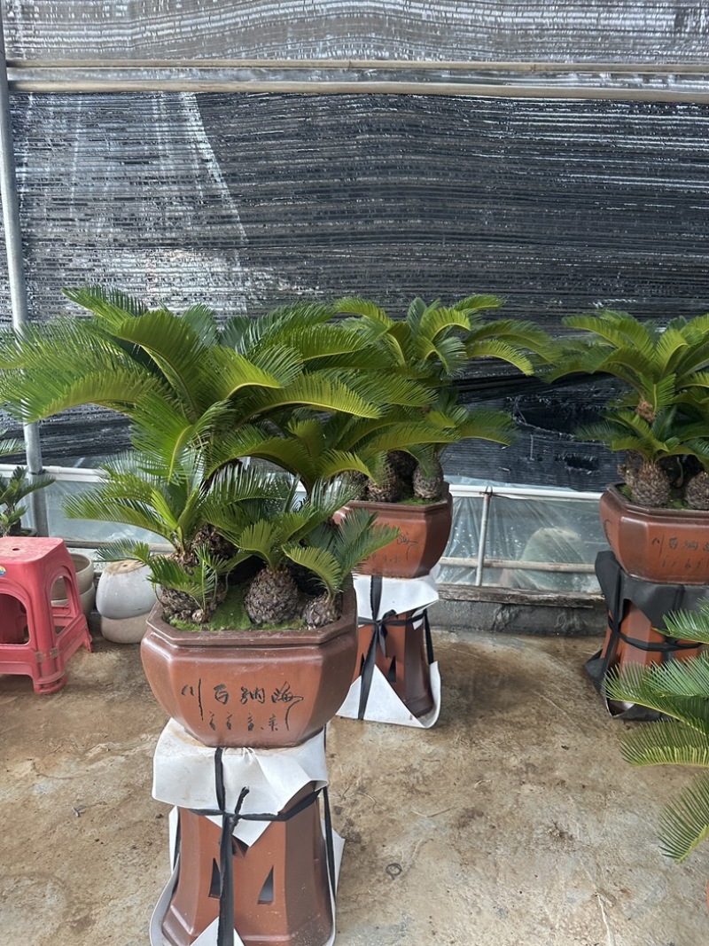 多头铁树组合盆栽精品苏铁特价