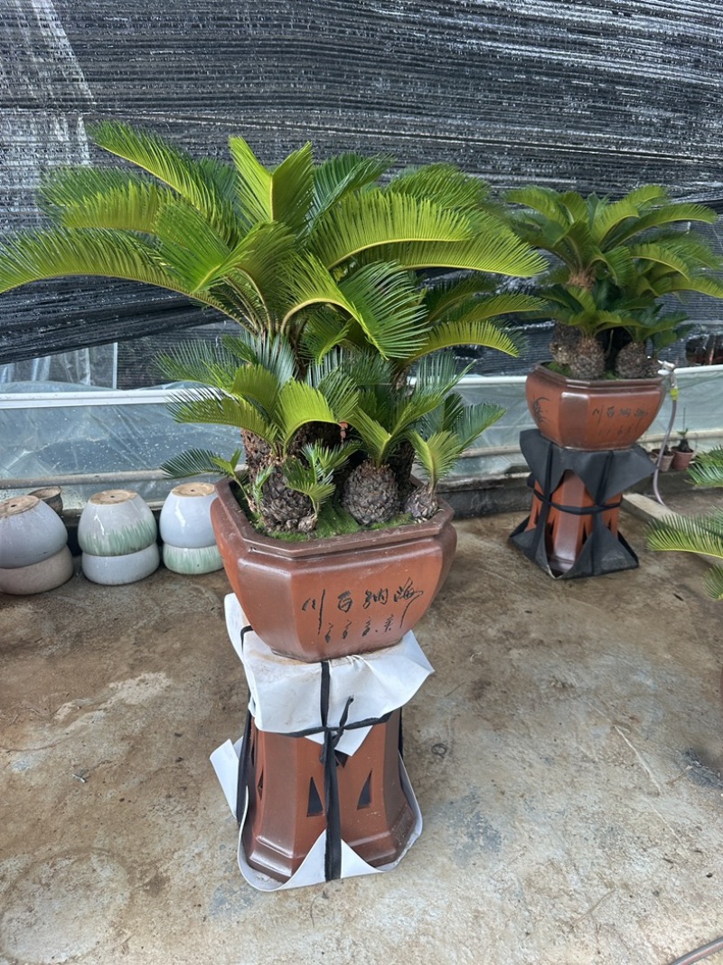 多头铁树组合盆栽精品苏铁特价