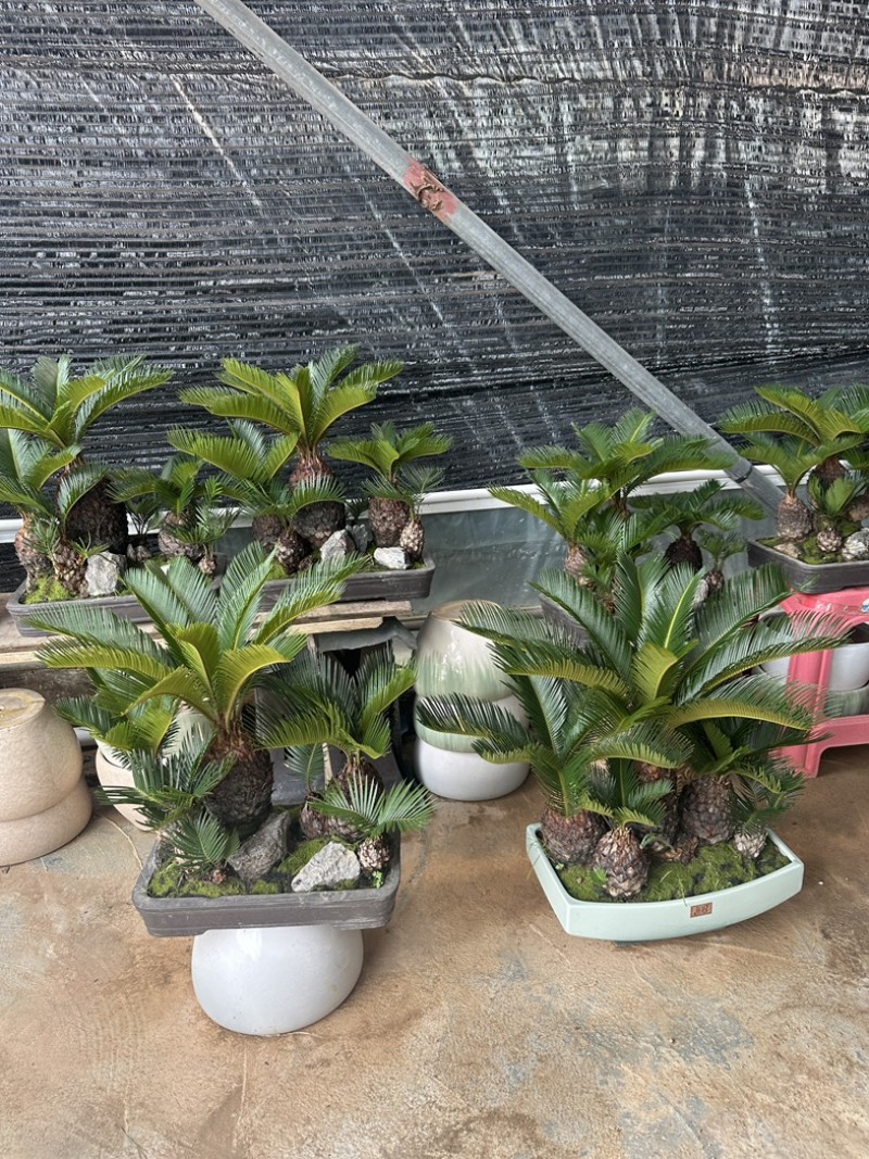 多头铁树组合盆栽精品苏铁特价