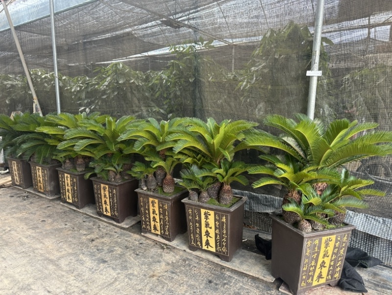 多头铁树组合盆栽精品苏铁特价