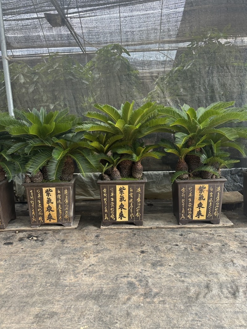多头铁树组合盆栽精品苏铁特价