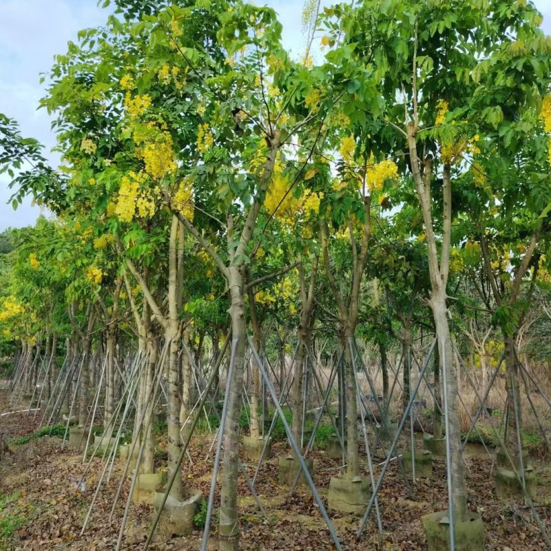 腊肠树8-15公分