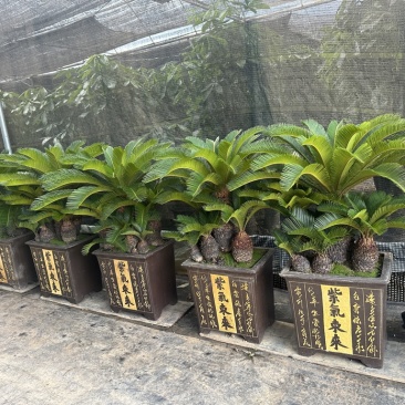多头铁树组合盆栽精品苏铁特价