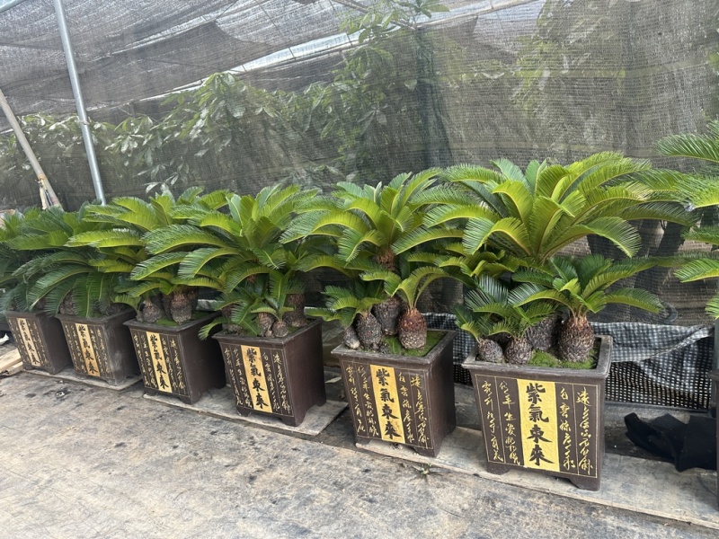 多头铁树组合盆栽精品苏铁特价