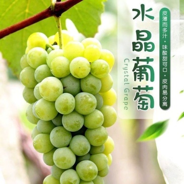 【牛商优选】精品水晶葡萄大量供应皮薄多汁香甜可口