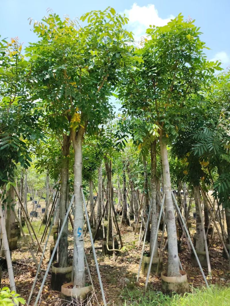 桃花心木5-10公分