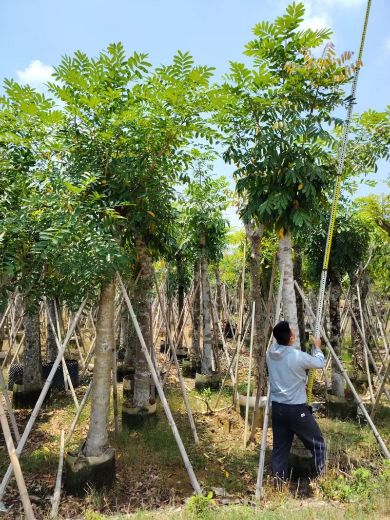 桃花心木5-10公分