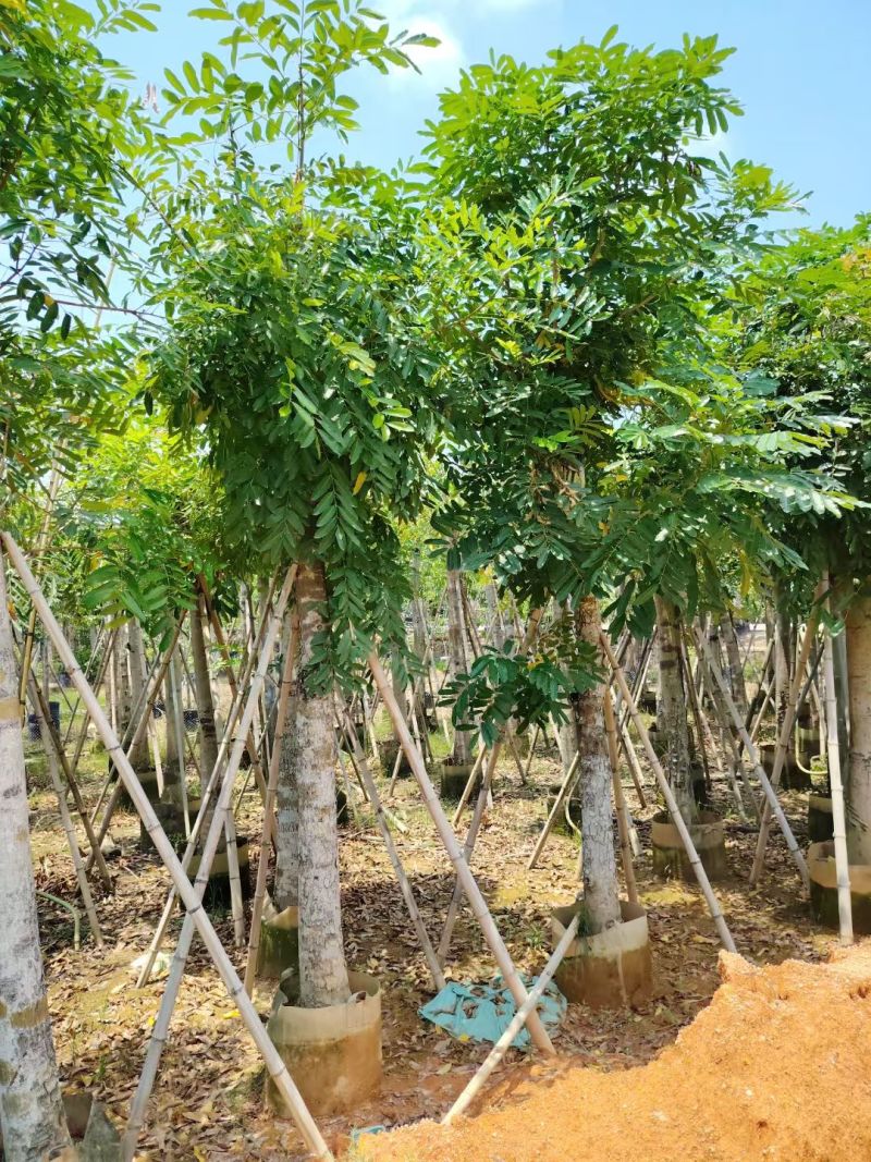 桃花心木5-10公分