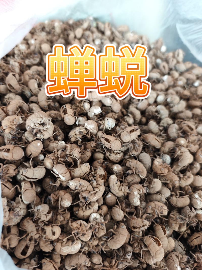 蝉蜕