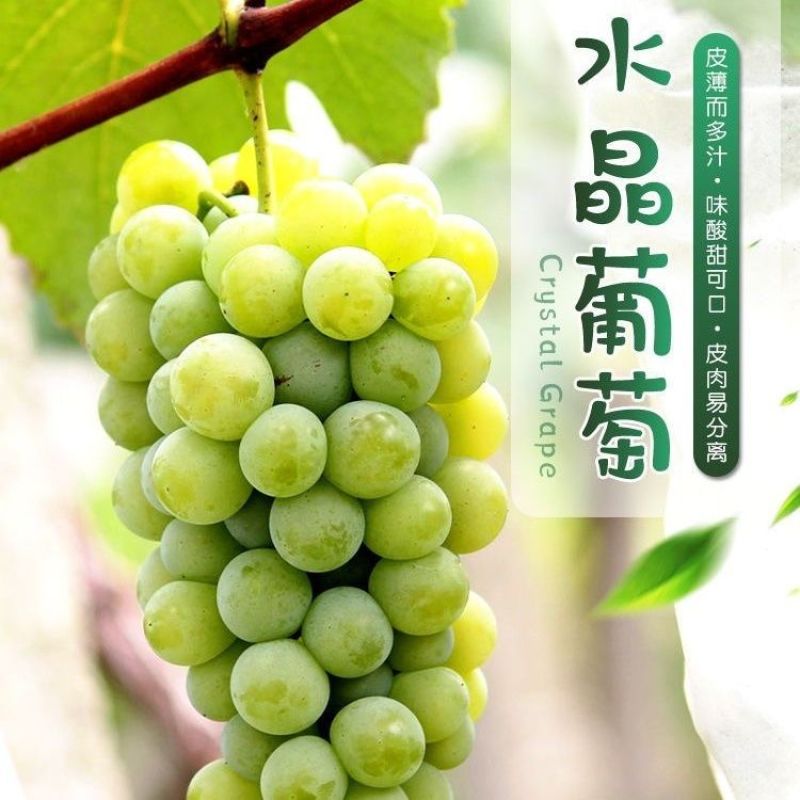 【实力商家】精品水晶葡萄大量供应现摘现发品质保证