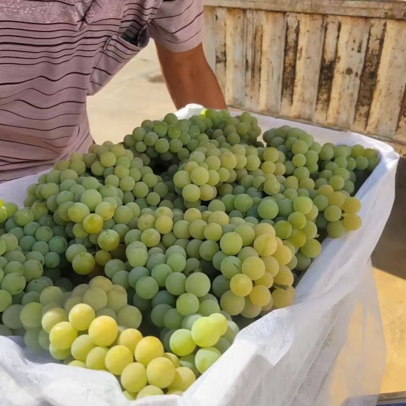 【实力商家】精品水晶葡萄大量供应现摘现发品质保证