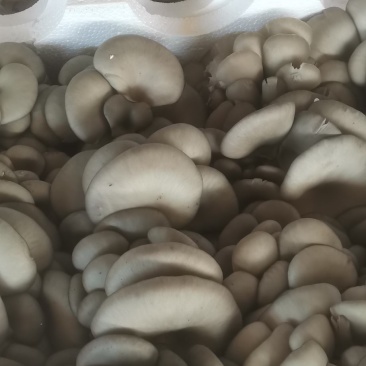 蘑菇