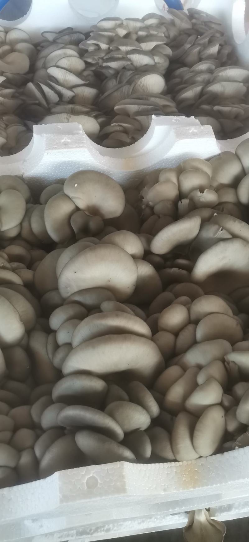 蘑菇