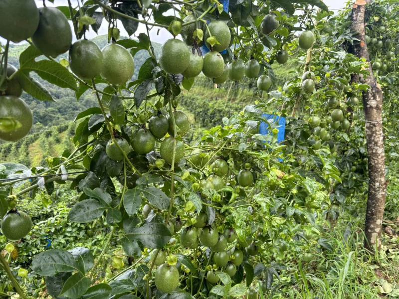 紫香农台一号百香果