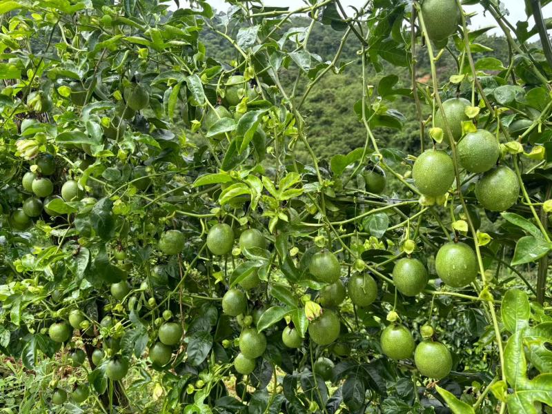 紫香农台一号百香果