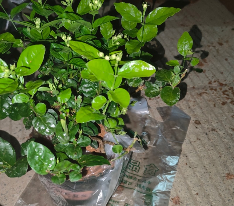 【茉莉苗】可商议价格~请电话联系~茉莉花苗，带花苞发货
