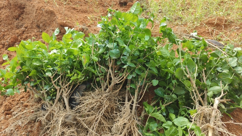 【茉莉苗】可商议价格~请电话联系~茉莉花苗，带花苞发货