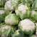 丽松80松花菜种子实花菜菜花种子花球洁白自覆免盖花椰