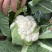 丽松80松花菜种子实花菜菜花种子花球洁白自覆免盖花椰