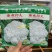 丽松80松花菜种子实花菜菜花种子花球洁白自覆免盖花椰