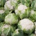 丽松80松花菜种子实花菜菜花种子花球洁白自覆免盖花椰
