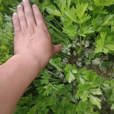 芹菜苗
