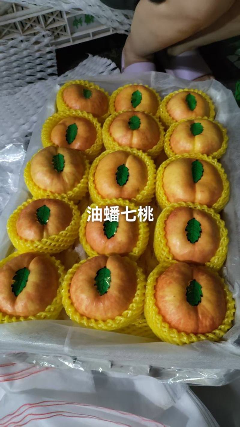 河北油蟠七目前预售中，有需要的老板通过一亩田和我联系，