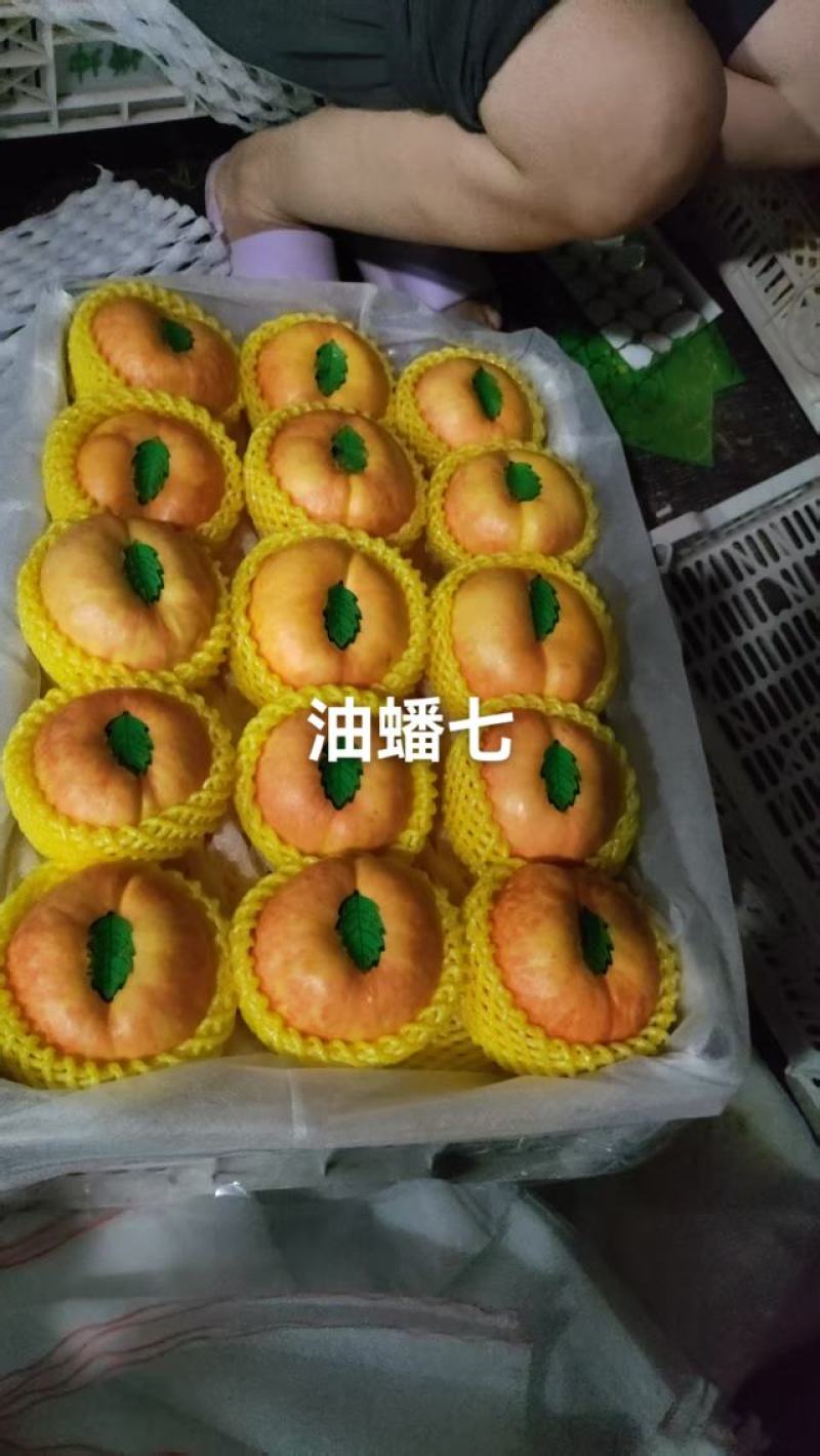 河北油蟠七目前预售中，有需要的老板通过一亩田和我联系，