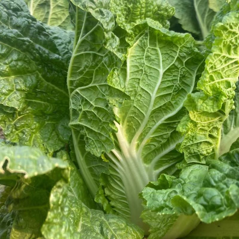 绿翡翠大白菜种子高产抗病耐热耐寒农家菜园家庭种植蔬菜种子
