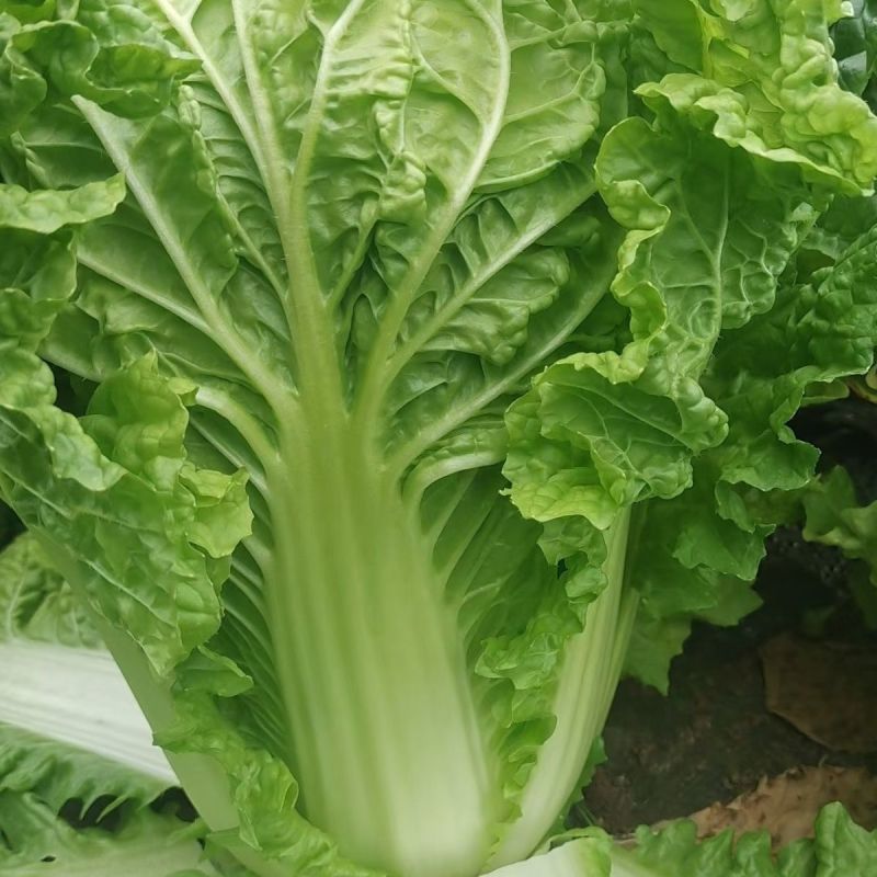 绿翡翠大白菜种子高产抗病耐热耐寒农家菜园家庭种植蔬菜种子