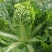 绿翡翠大白菜种子高产抗病耐热耐寒农家菜园家庭种植蔬菜种子