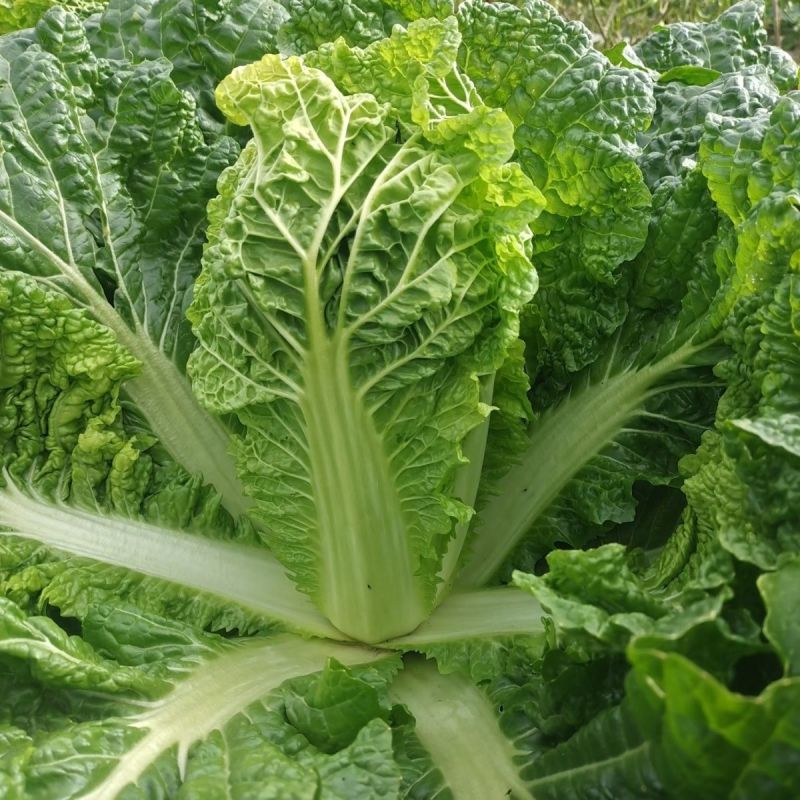 绿翡翠大白菜种子高产抗病耐热耐寒农家菜园家庭种植蔬菜种子